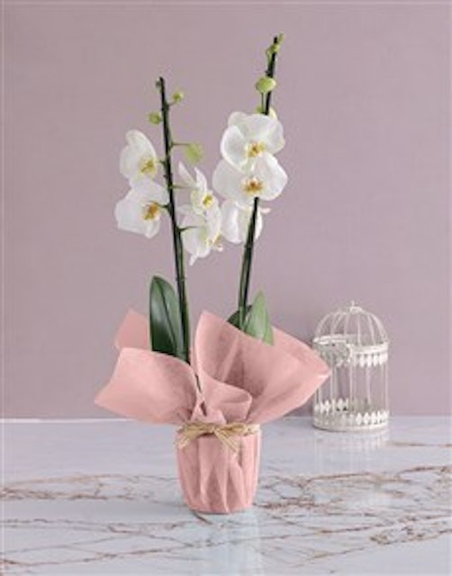 Orchids